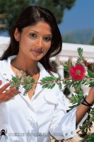 Lilly - hard set - pool + 1