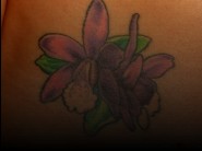 This photos of Bliss dulce is reserved to members