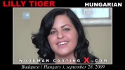 Lilly Tiger